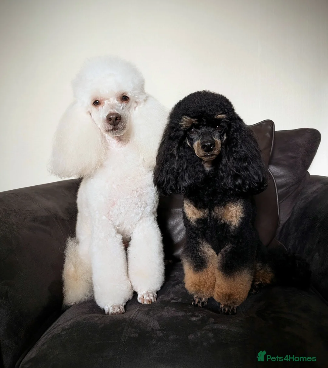 Poodle dogs for stud: KC registered/health tested Poodle studs in Bolton - Advert 1