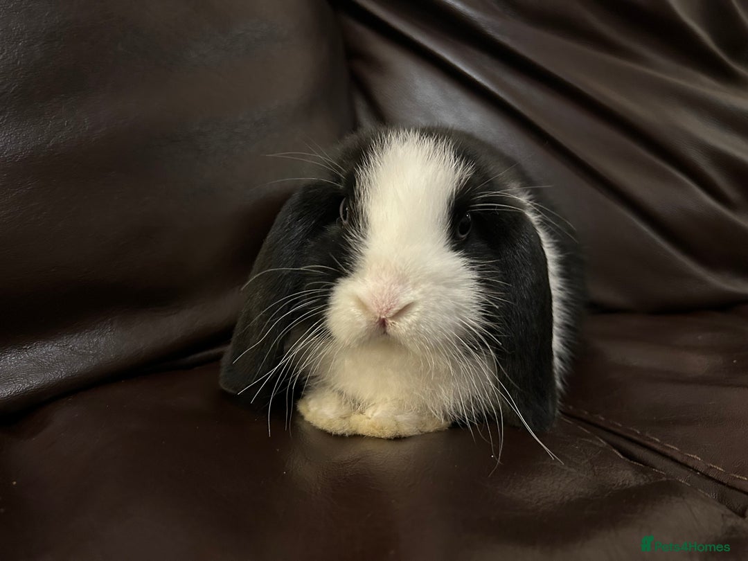 Mini Lop rabbits for sale: Lovely baby minilop for sale  - Advert 2