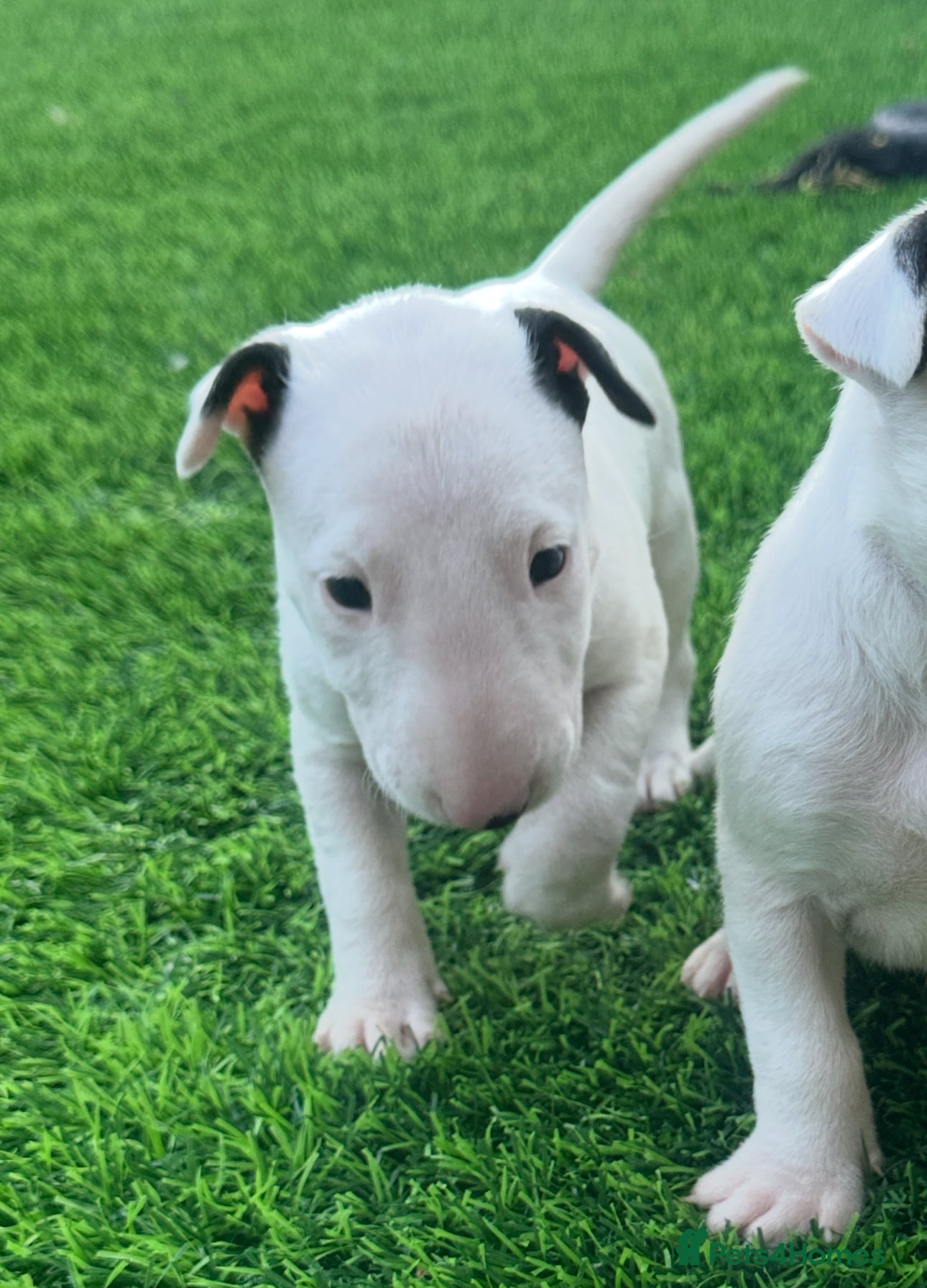 English Bull Terrier dogs Stunning English bull terrier puppies for sale  - Advert 2
