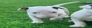 English Bull Terrier 4
