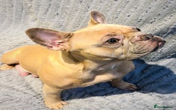 French Bulldog dogs for sale: MERLE FRENCH BULLDOG PUPPIES 🐾  - Image 20
