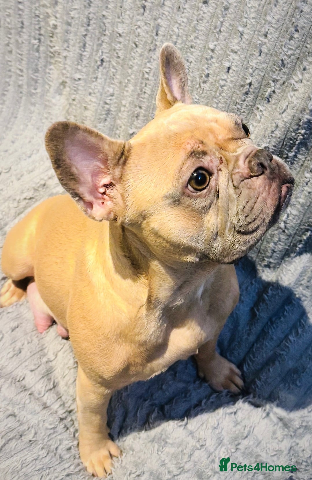 French Bulldog dogs for sale: MERLE FRENCH BULLDOG PUPPIES 🐾  - Image 20