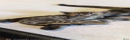 Bengal cats for sale: Little Bengal babies  - Advert 21