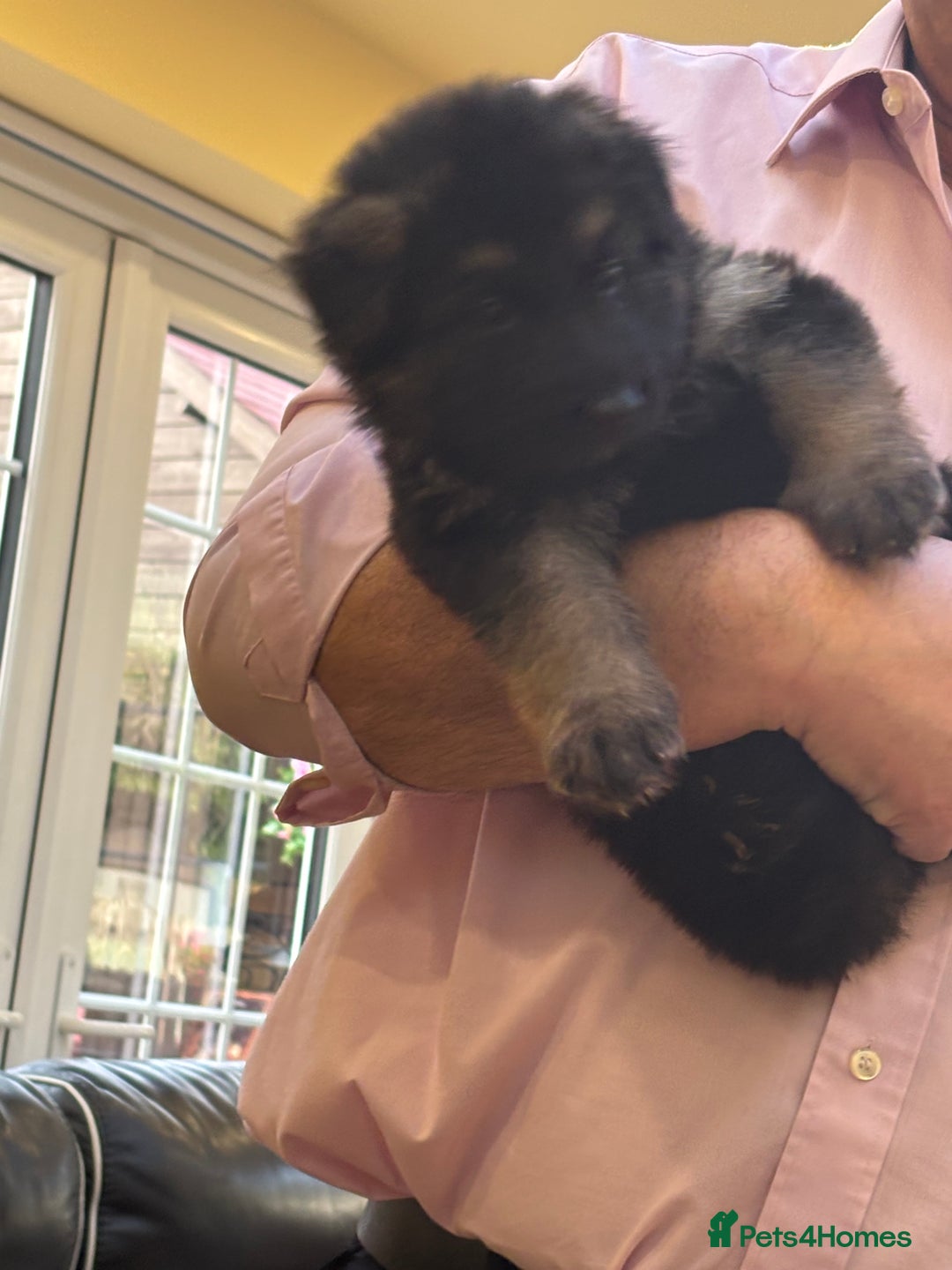 German Shepherd dogs for sale: Be my  **   - Advert 12