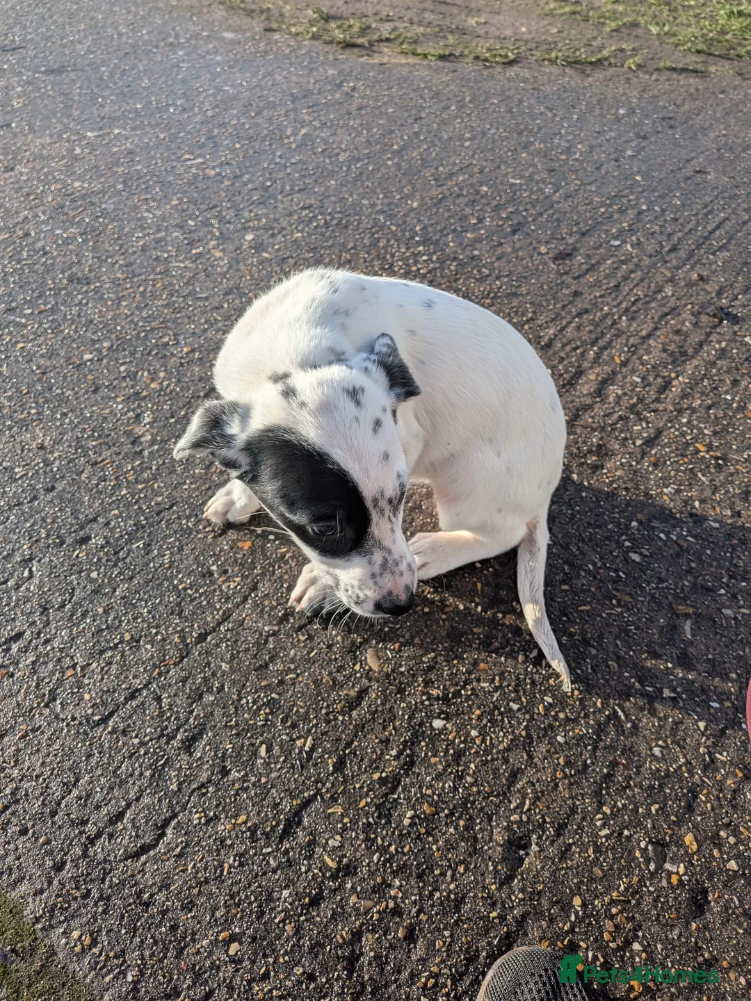 Mixed Breed dogs for sale: Beautiful Collie x Dalmatian Puppies - Advert 24