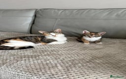 Mixed Breed cats for sale: Kittens  - Image 8