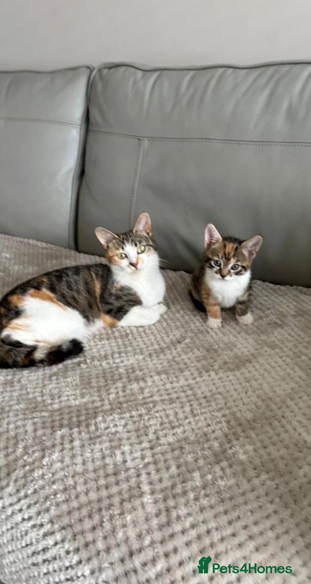 Mixed Breed cats for sale: Kittens  - Image 8