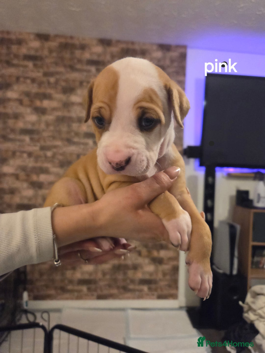 American Bulldog dogs for sale: AMERICAN BULLDOGS PURE BREEDS  - Advert 15