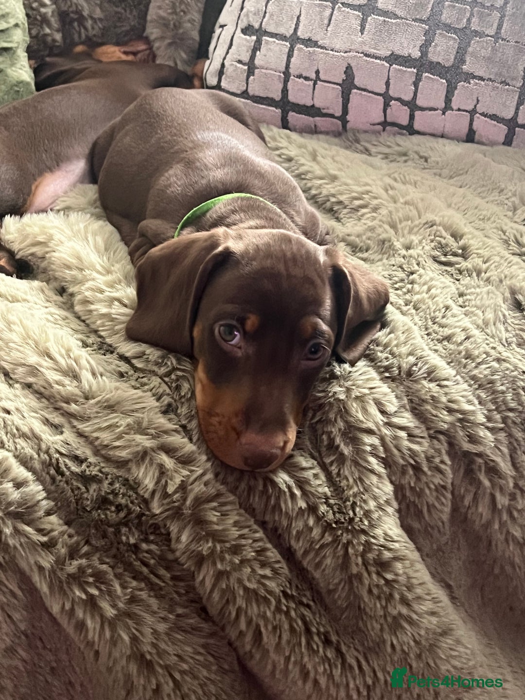 Dachshund dogs for sale: Dachshund puppies x 2 males  - Advert 3