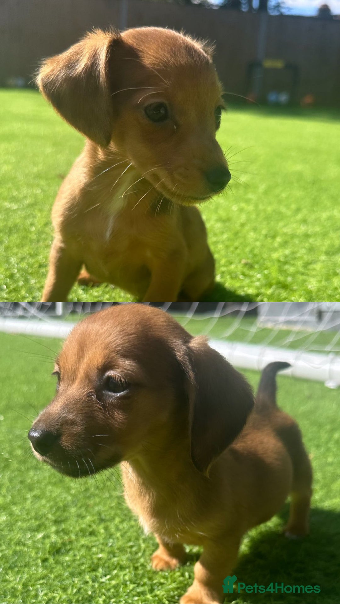Jack Russell dogs for sale: Jack RussellxMini Dachshund ready to leave NOW 🏠 - Image 3