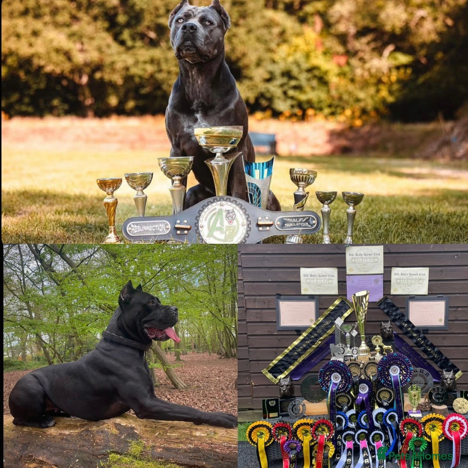 Cane Corso dogs Cane corso puppies - Advert 6