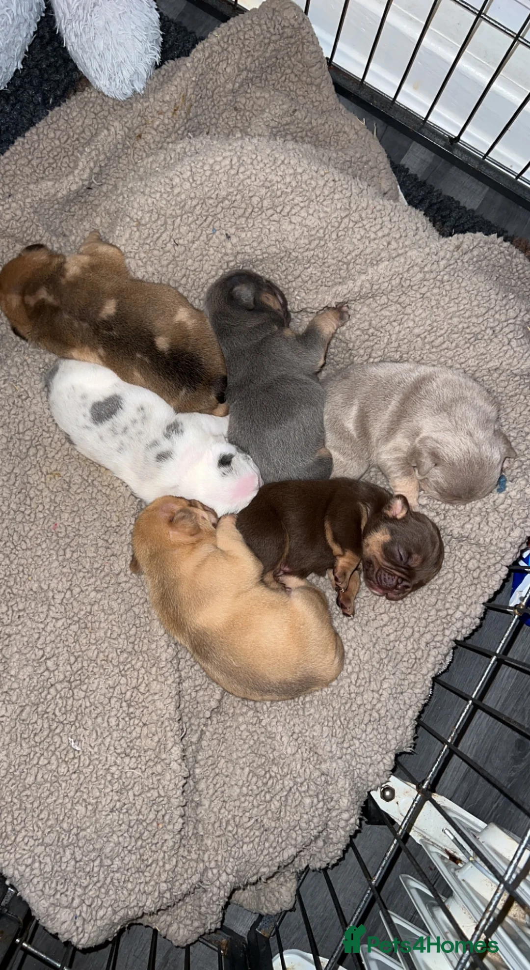 English Bulldog dogs for stud: Red Bulldog Stud - Advert 8