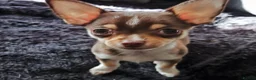 Chihuahua dogs for sale: Heart stopping life changing babies!  - Advert 8