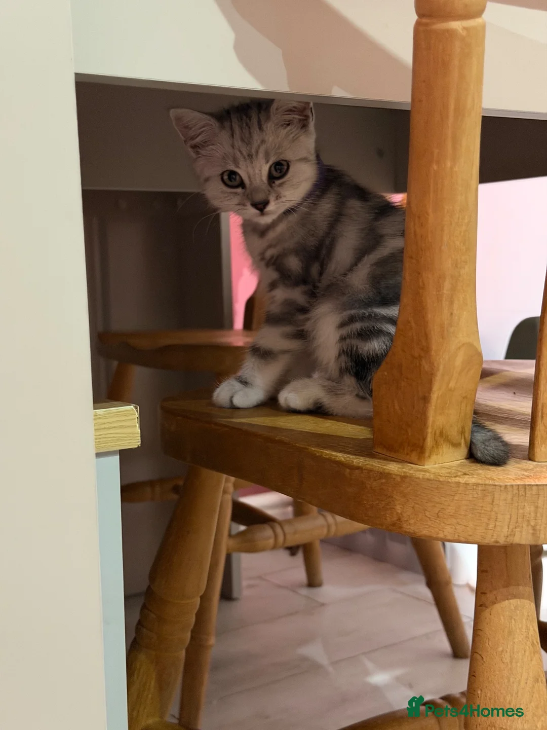 British Shorthair cats for sale: 🏆Champion lines GCCF registered 🏆 - Advert 2