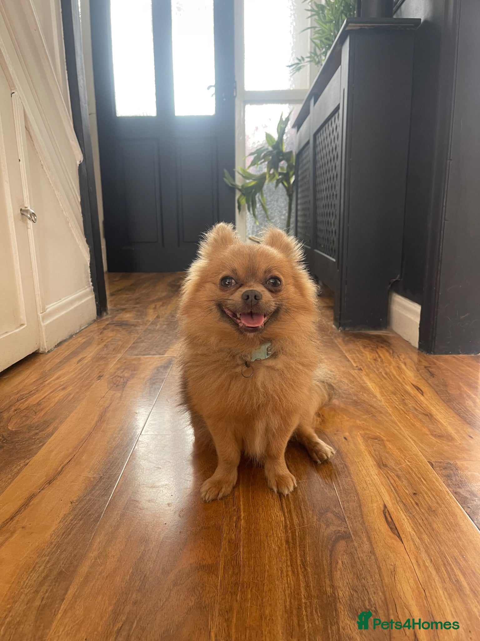 Pomeranian dogs Pomeranian  - Advert 1