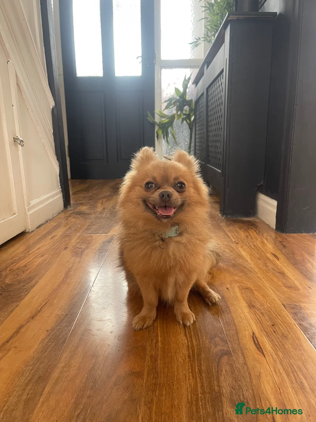 Pomeranian dogs for sale: Pomeranian  in Manchester - Advert 1