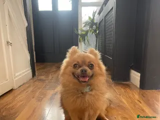 Pomeranian dogs Pomeranian - Advert 2