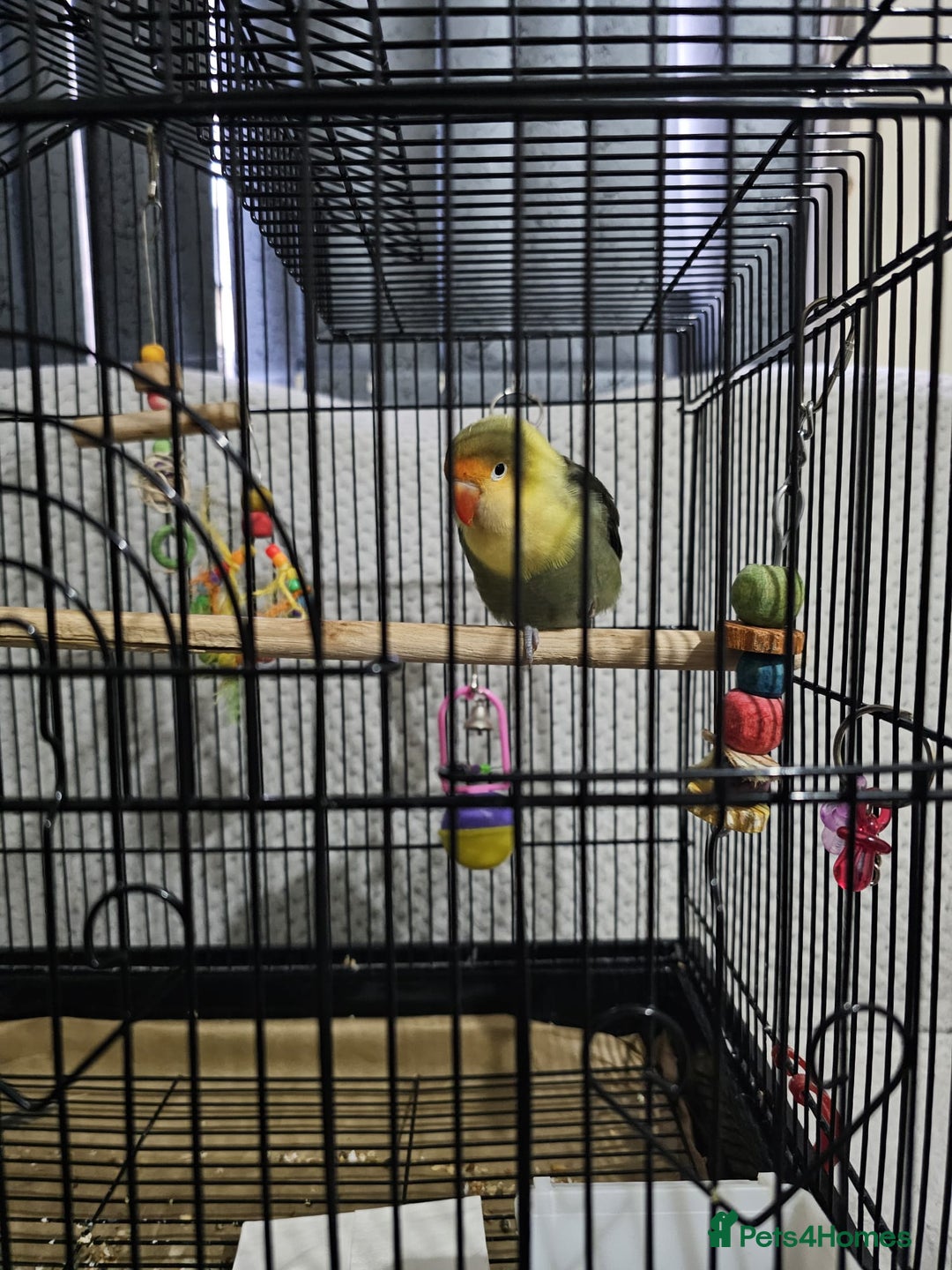 Lovebirds birds for sale: Lovebird - Advert 4