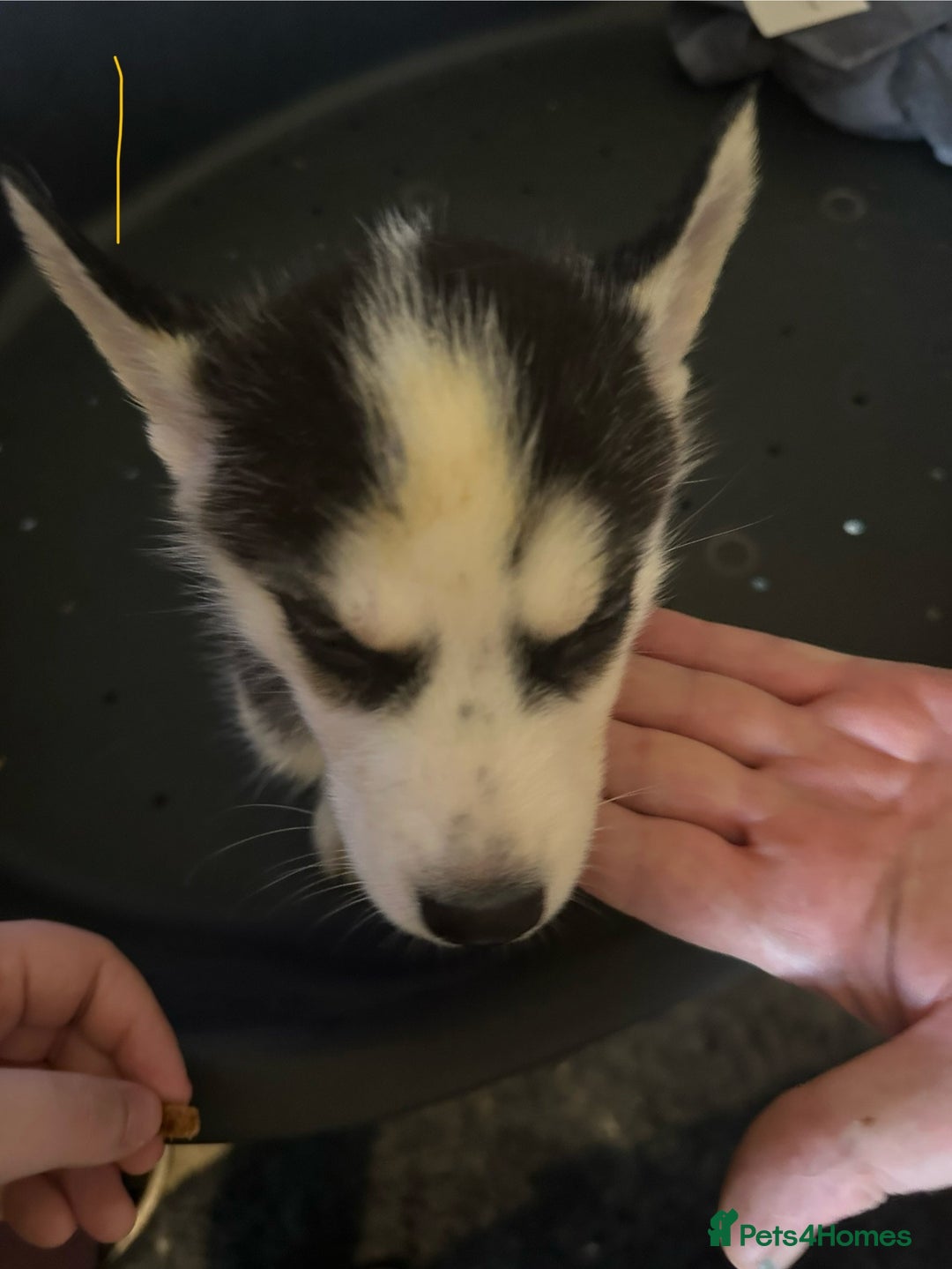 Siberian Husky dogs for sale: Five husky puppies for sale - Image 9