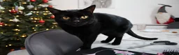 British Shorthair cats for sale: Little boy sadly up for re home FREE - Advert 5