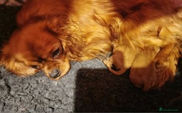 Cavapoo dogs for sale: DNA CLEAR F1 RED CAVAPOOS  - Image 7