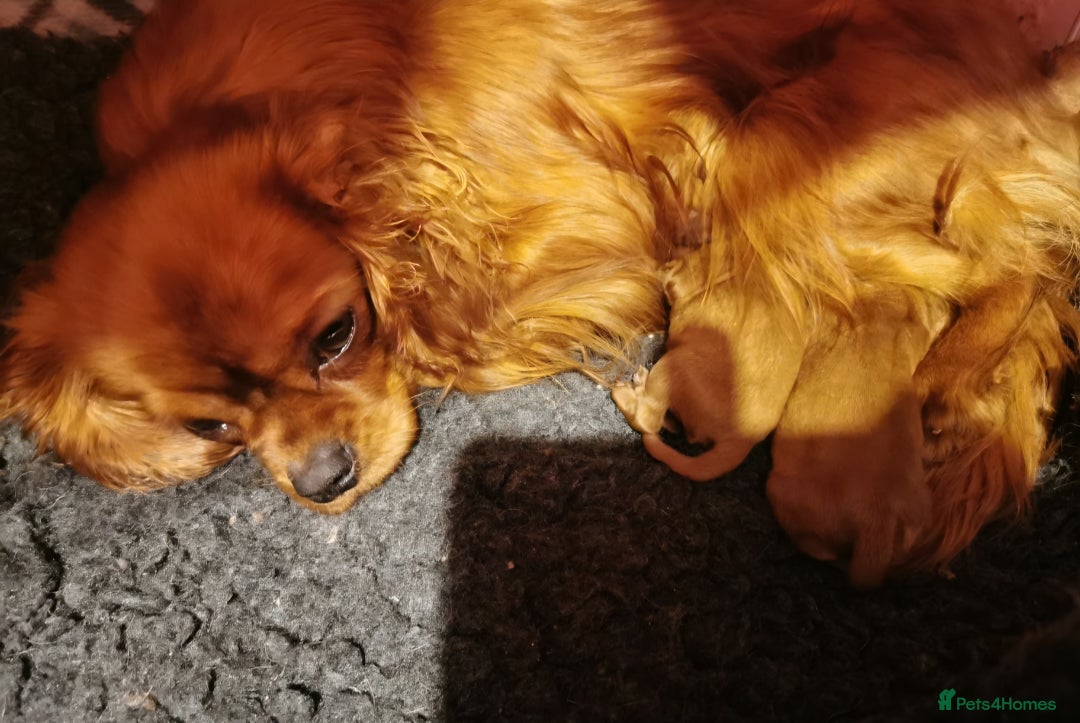 Cavapoo dogs for sale: DNA CLEAR F1 RED CAVAPOOS  - Image 7