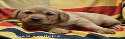 Labrador Retriever dogs for sale: Fox red labradors. 1 female 2 male available - Advert 7