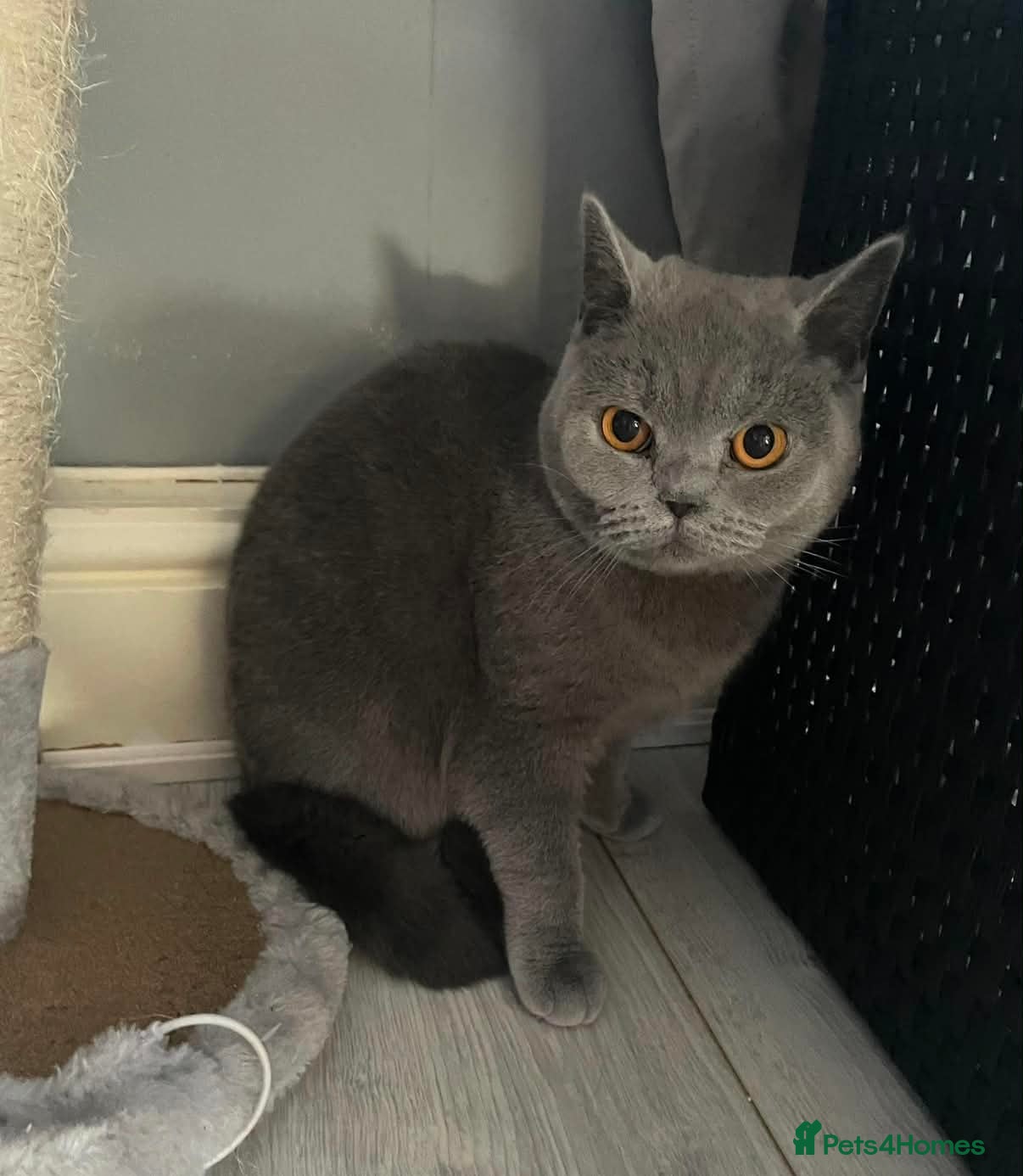 British Shorthair cats 5 Beautiful, healthy, British Shorthair kittens - Advert 7
