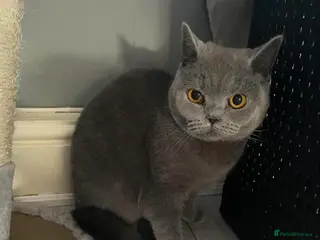 British Shorthair cats 5 Beautiful, healthy, British Shorthair kittens - Advert 6