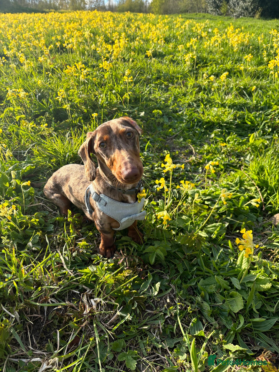 Miniature Dachshund dogs for stud: Proven KCReg Chocolate & Tan Dapple Dachshund Stud - Advert 8