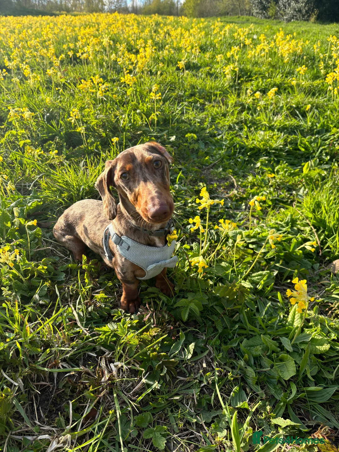 Miniature Dachshund dogs for stud: Proven KCReg Chocolate & Tan Dapple Dachshund Stud - Advert 8