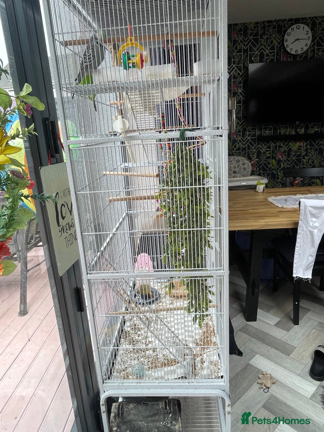 Budgerigars birds for sale: 2 female budgies+big cage and accessories  - Image 2