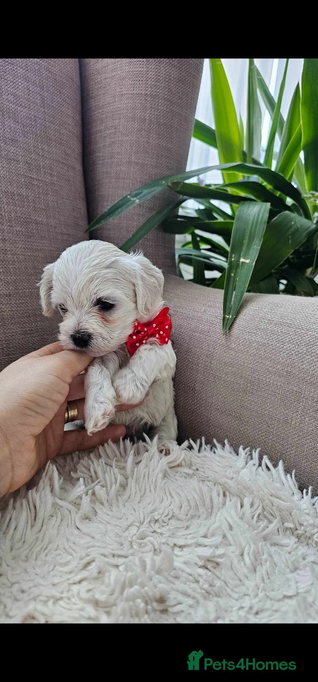 Bichon Frise dogs for sale: ♥️Fluffy Bichon Frise Puppies♥️ - Advert 4