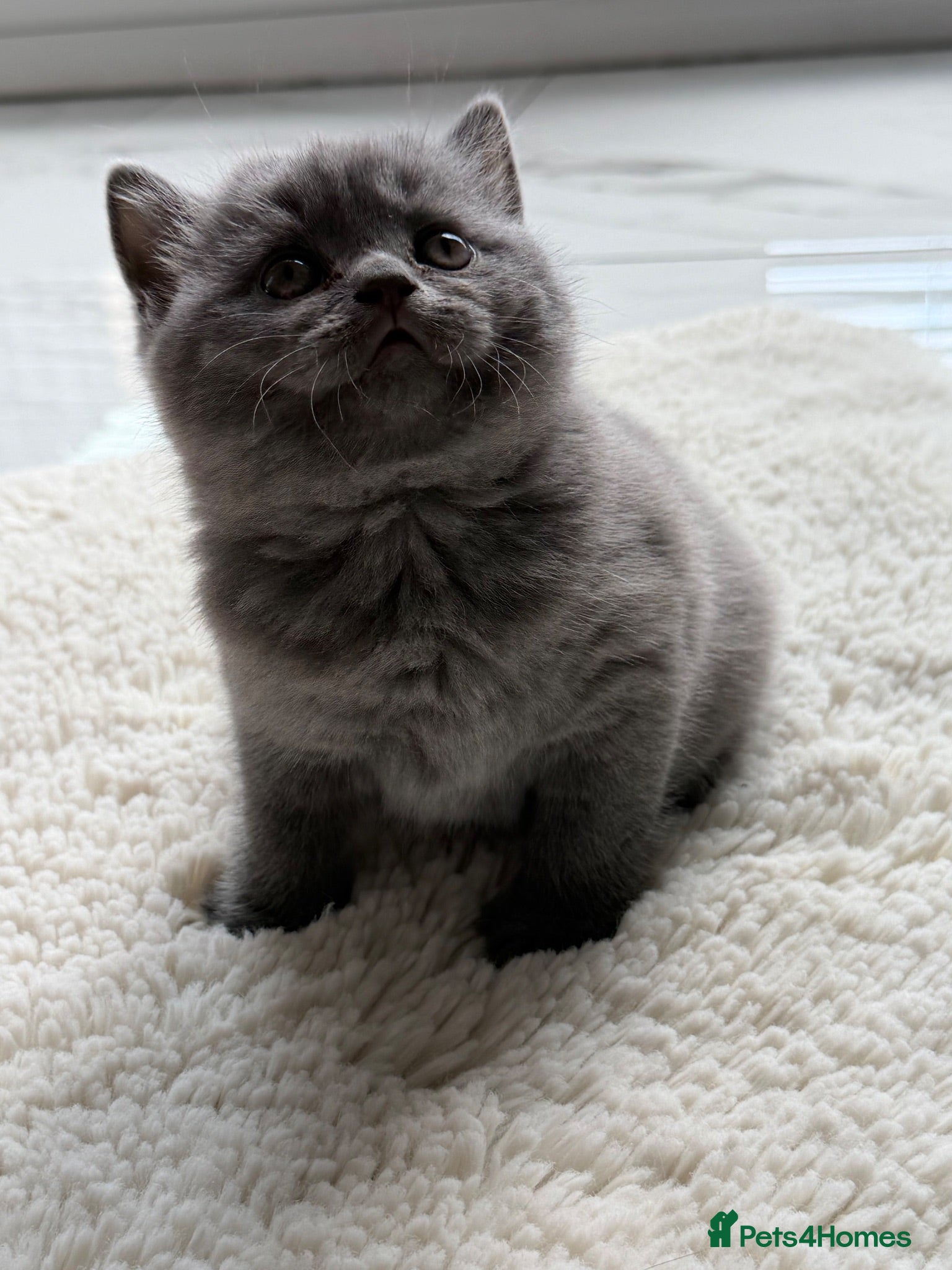 Scottish Fold cats Blue scotish fold kittens - Advert 16
