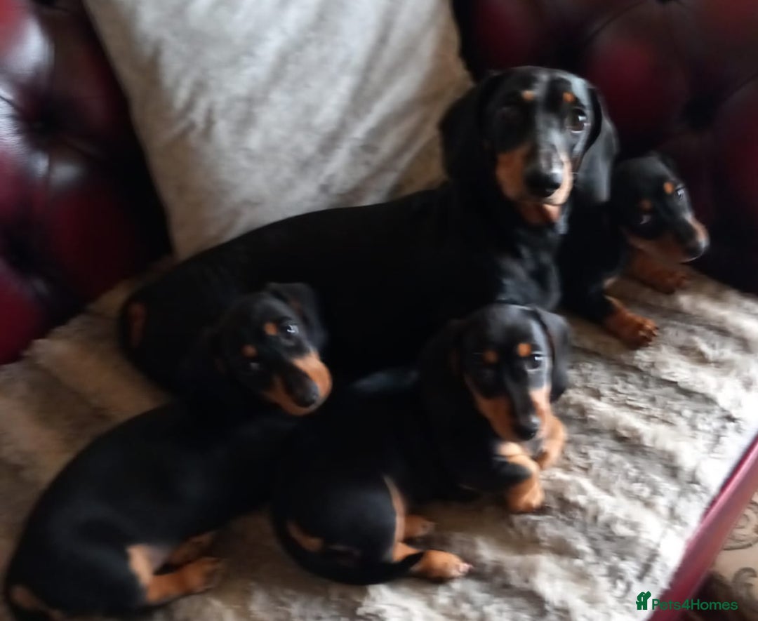 Miniature Dachshund dogs for sale: Miniature Dachshund Puppies  - Image 10