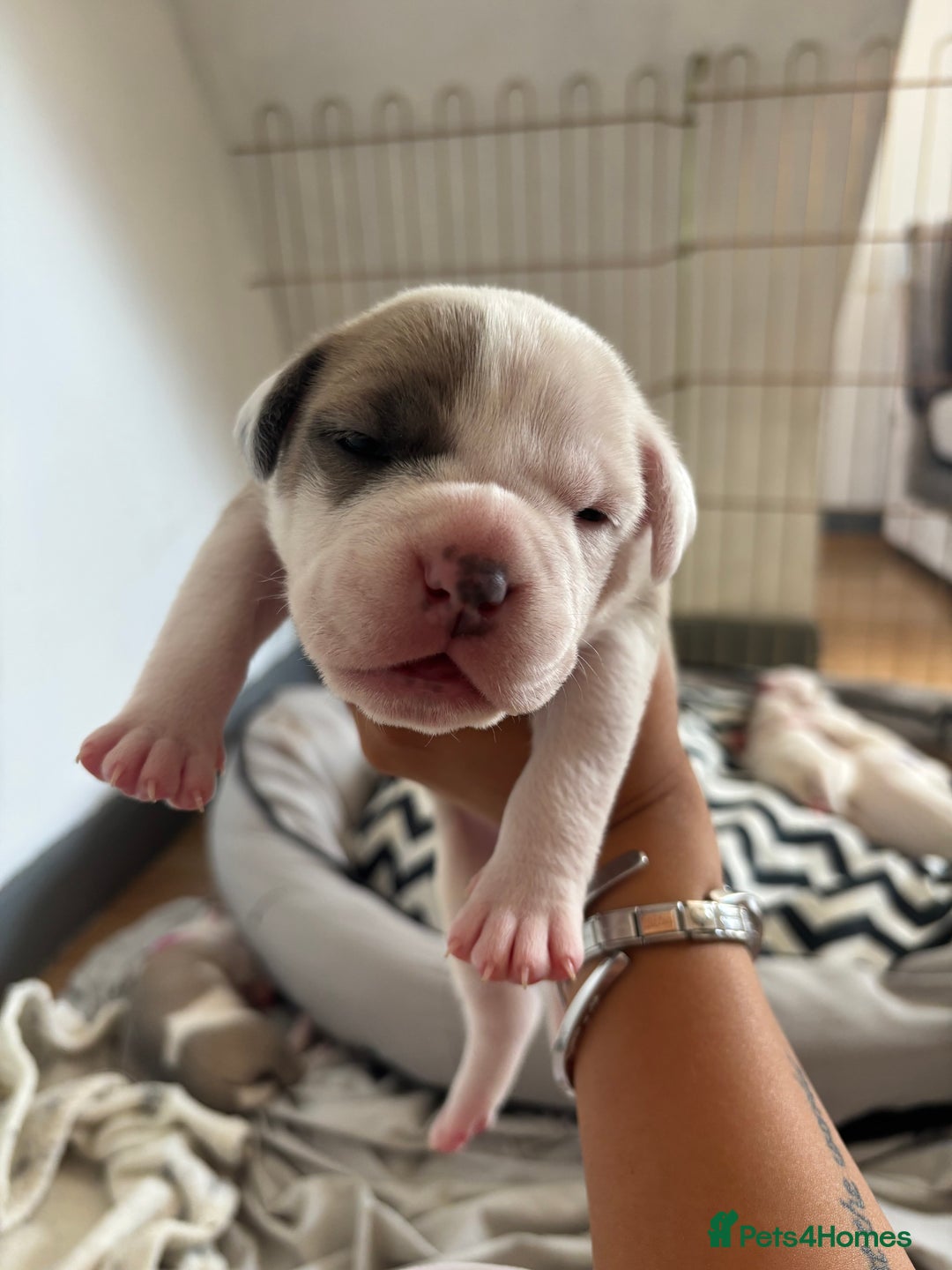 American Bulldog dogs for sale: American bulldogs - Image 11