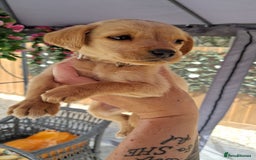Labrador Retriever dogs for sale: Labrador puppies  - Image 19