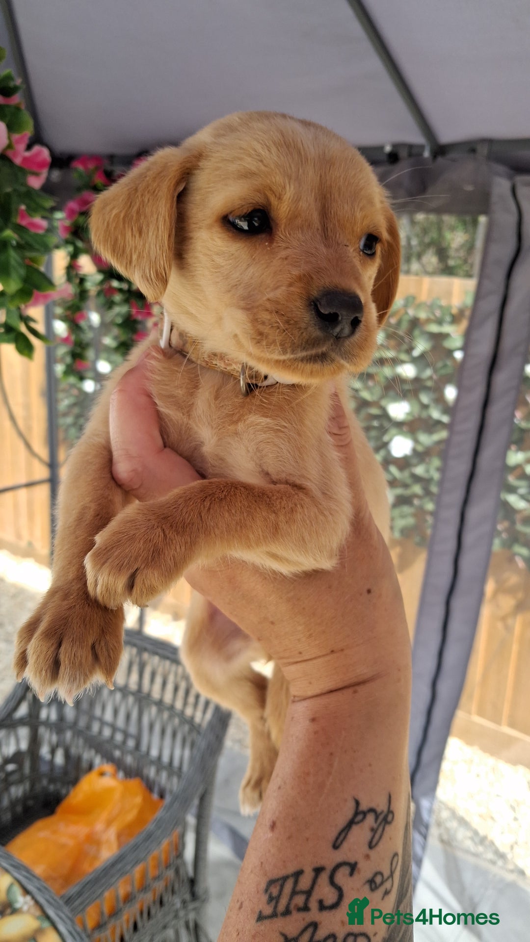 Labrador Retriever dogs for sale: Labrador puppies  - Image 19
