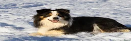 Border Collie dogs for sale: Red, white and tan border collie puppies for sale  in Evesham - Advert 6