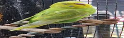 Budgerigars birds for sale: 3x 9 week old budgies ready now - Advert 15