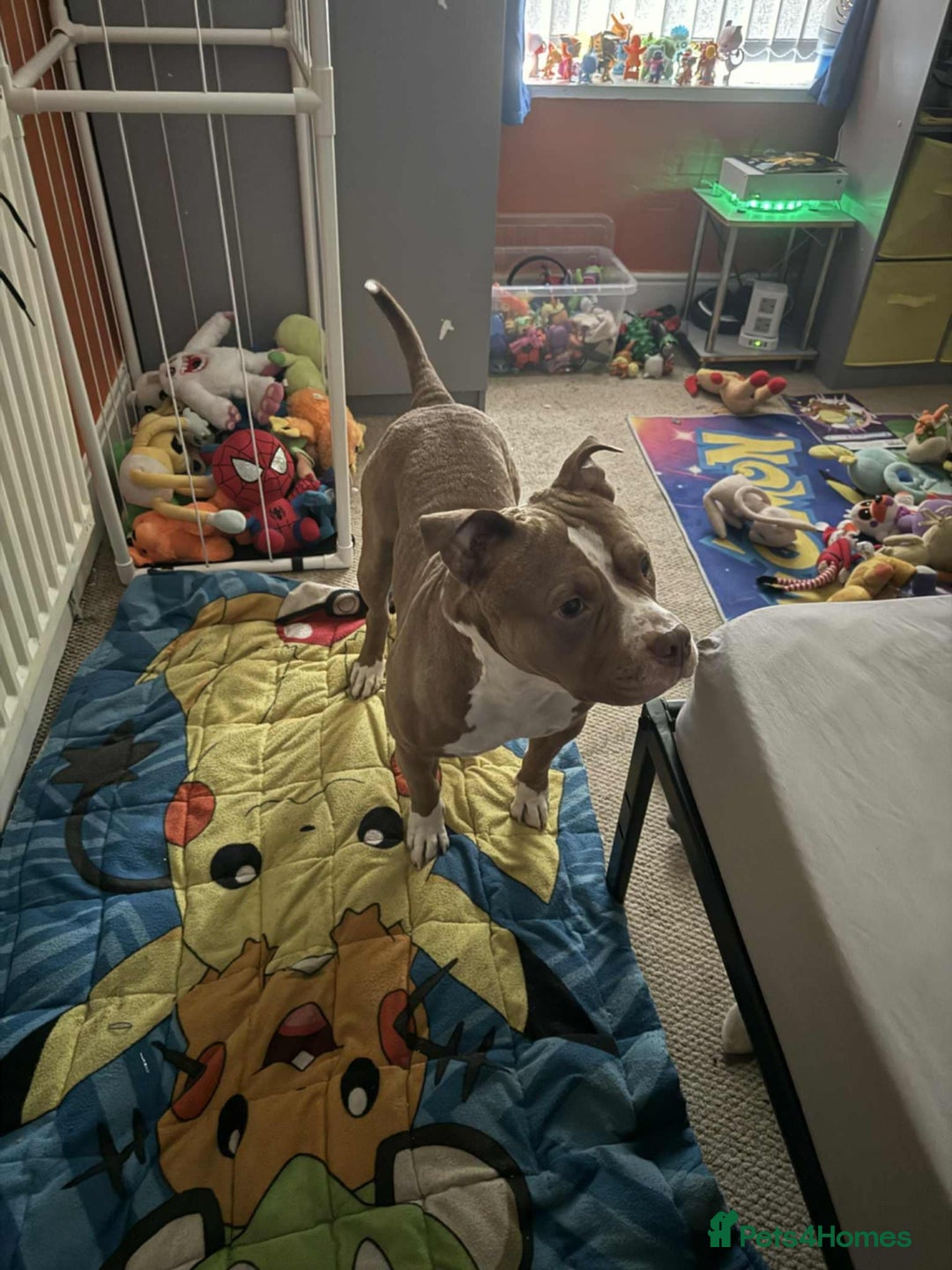American Bull Staffy dogs for sale: Free to good home American pocket bully - Image 2