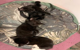 Abyssinian cats for sale: Black tabby Halloween kittens👻 - Image 2