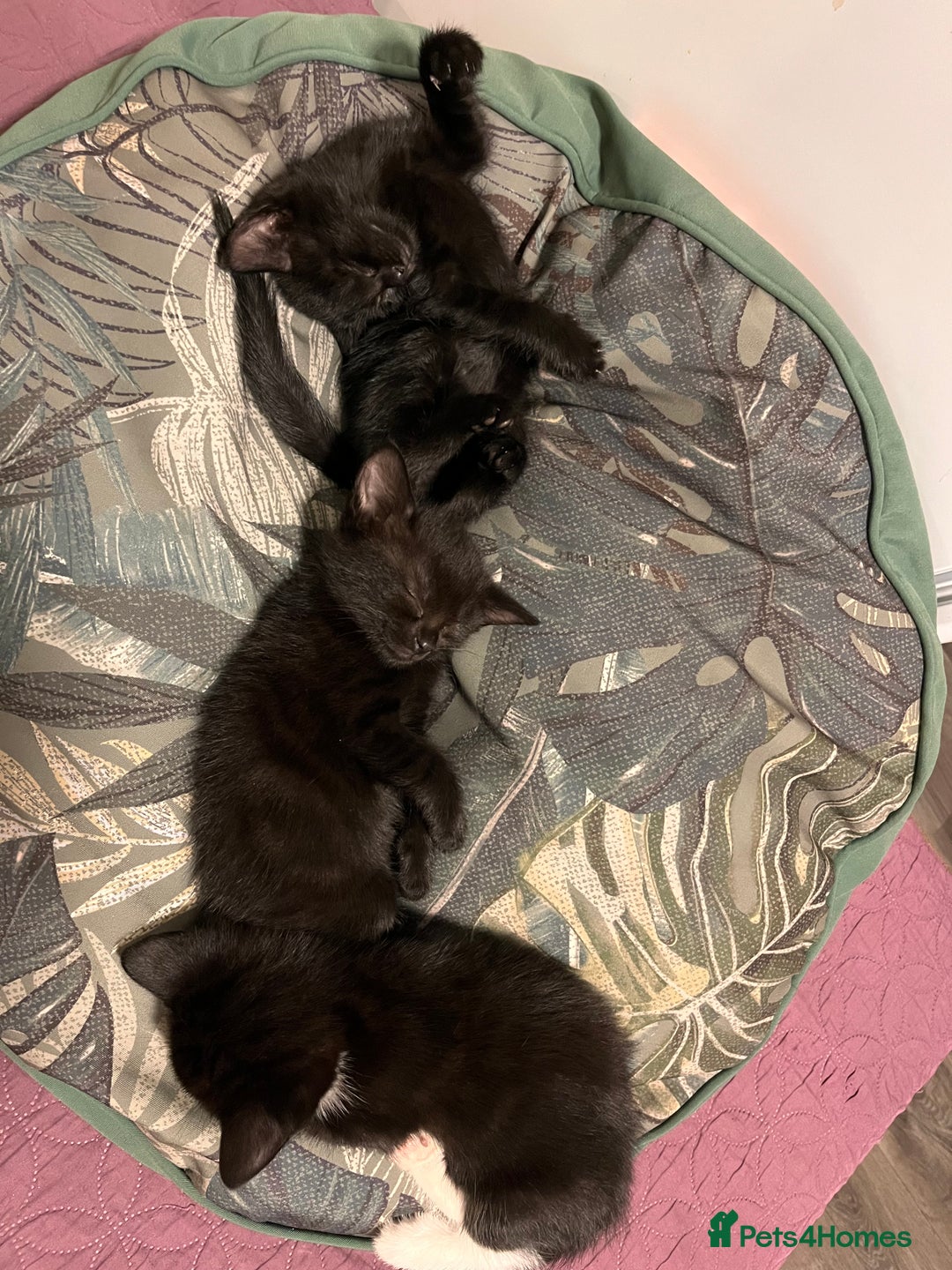 Abyssinian cats for sale: Black tabby Halloween kittens👻 - Image 2