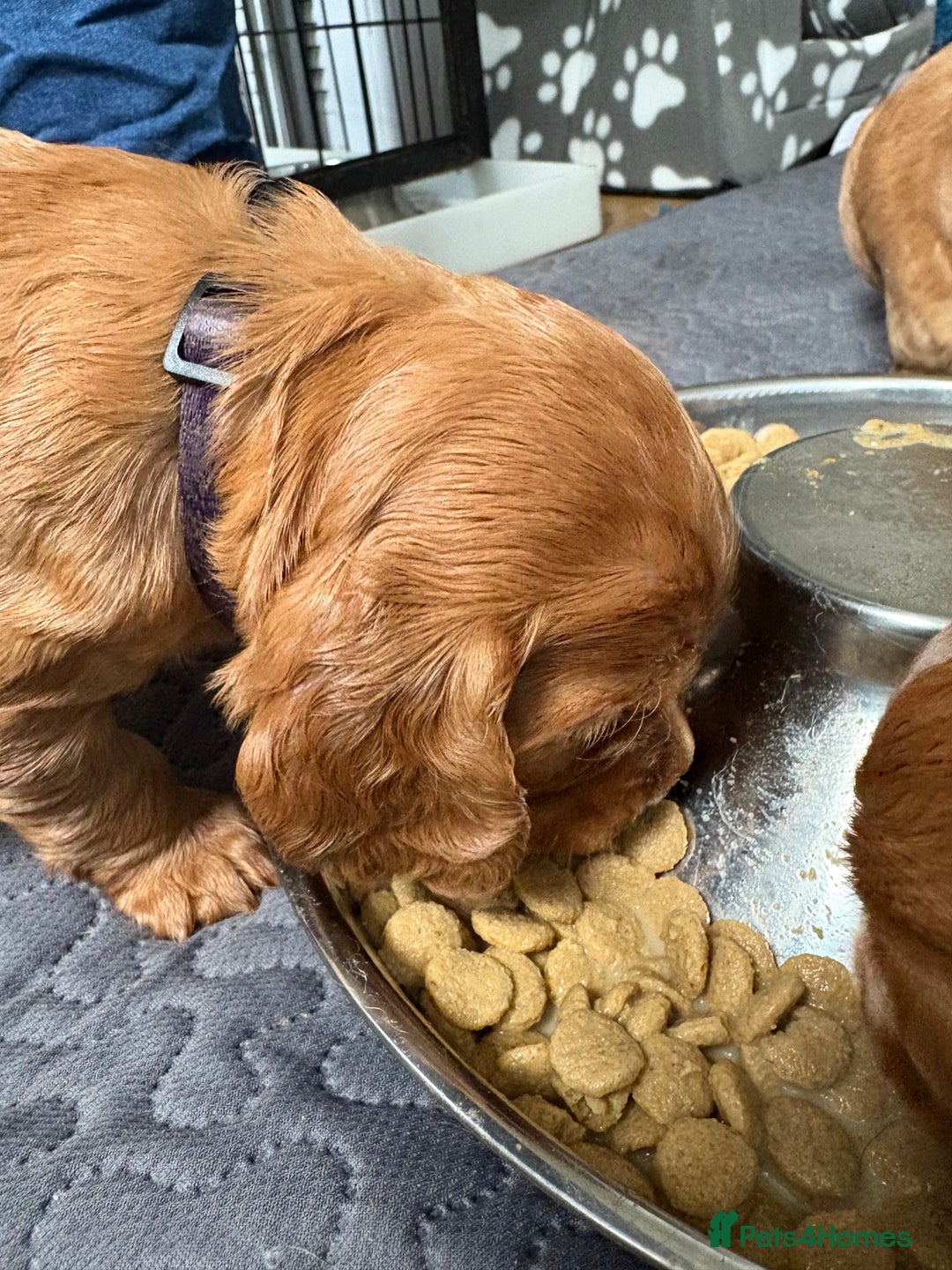 Cocker Spaniel dogs for sale: Working Cocker Spaniel - Image 7