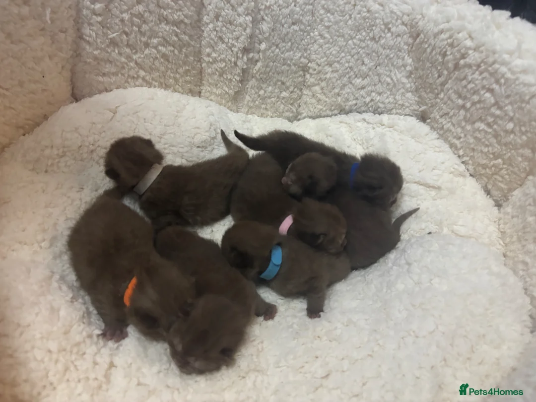 British Shorthair cats for sale: British shorthaired chocolate kittens  in Nottingham - Advert 2
