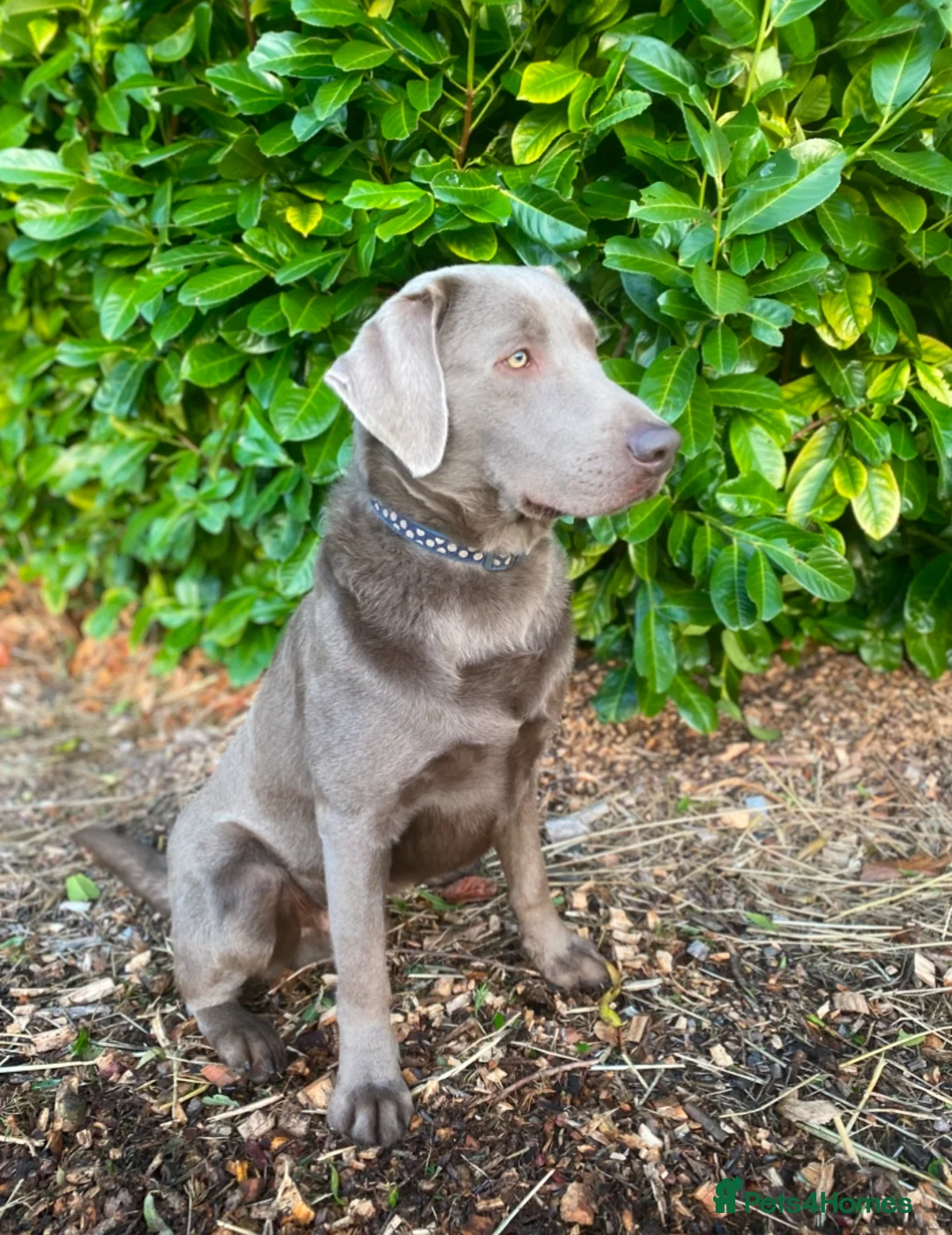 Labrador Retriever dogs for stud: Silver Labrador Stud  in Peterborough - Advert 2