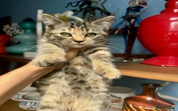 British Shorthair cats for sale: Pure British Shorthair Girls Ready Now! - Image 18
