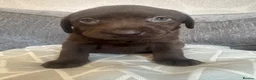 Labrador Retriever dogs for sale: Chunky chocolate Labrador puppies  - Advert 6