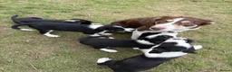 Border Collie dogs for sale: Border Collie puppies  - Advert 5