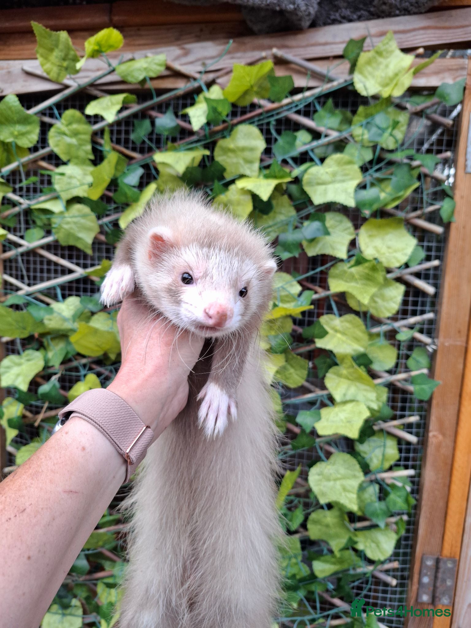 Ferret rodents Full and semi pedigree champagne angora hobs  - Advert 1